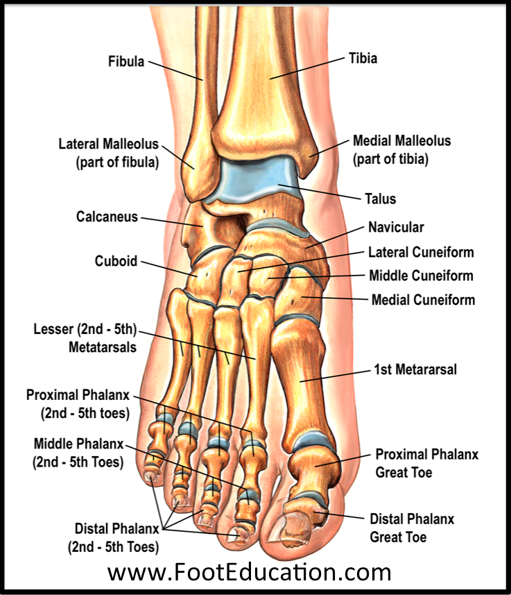 Foot anatomy