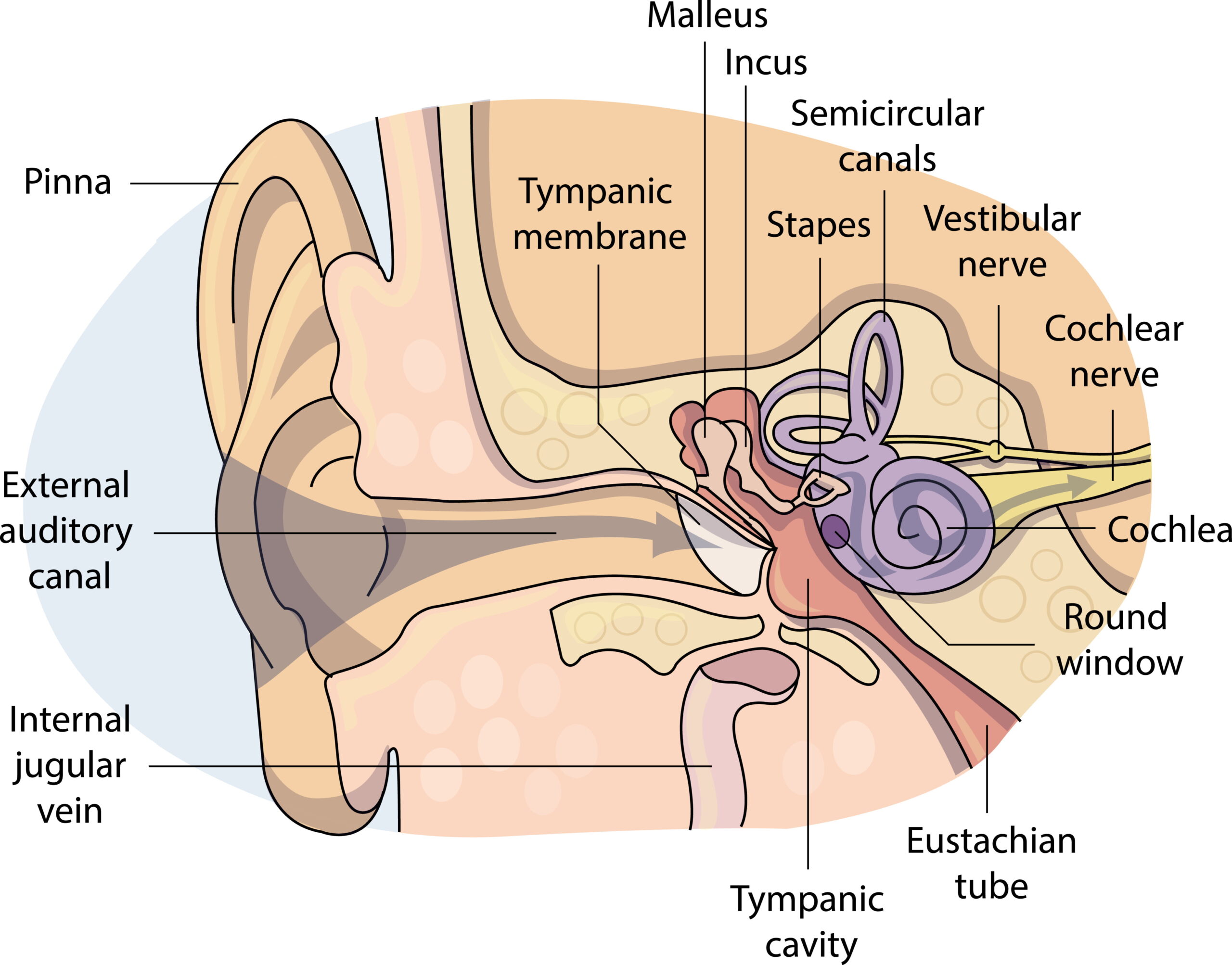 Vertigo And The Vestibular System Human Ear Balance Vestibular Vertigo And The Vestibular System Human Ear Balance Vestibular